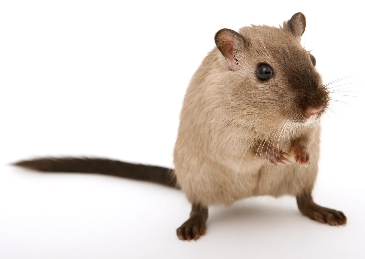 Get Rid Of Mice In Attic With Blown Insulation