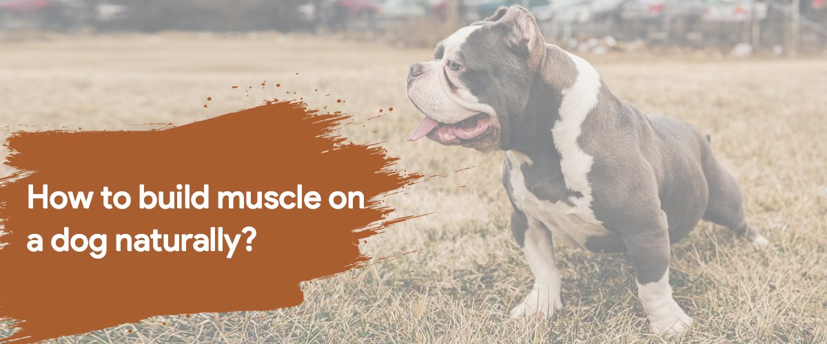 dog muscle